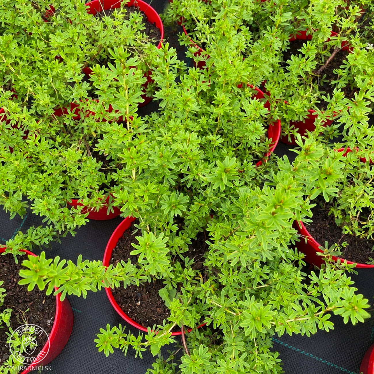 Obrázok Nátržník krovitý (Potentilla fruticosa) ´MARIAN RED ROBIN´® - výška 20-30 cm, kont. C2L